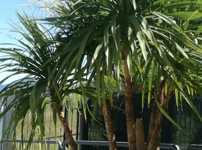 兰花公寓式酒店 4* 拉齐塞