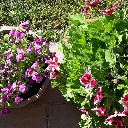 Ξενοδοχείο με διαμερίσματα Residenza Orchidee