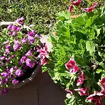 Apart Otel Residenza Orchidee