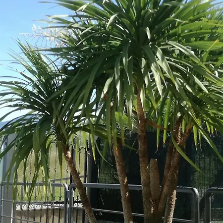 Residenza Orchidee * لاتيزي