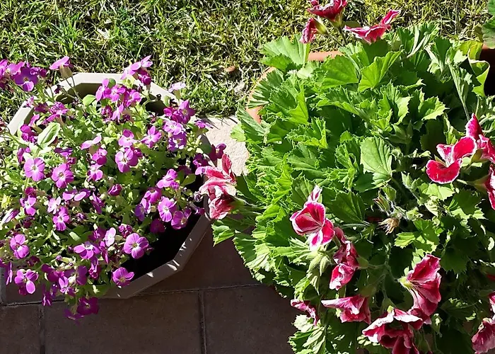 Apartahotel Residenza Orchidee